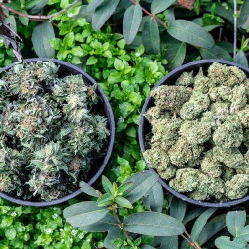 Czy powinno sie myc paki