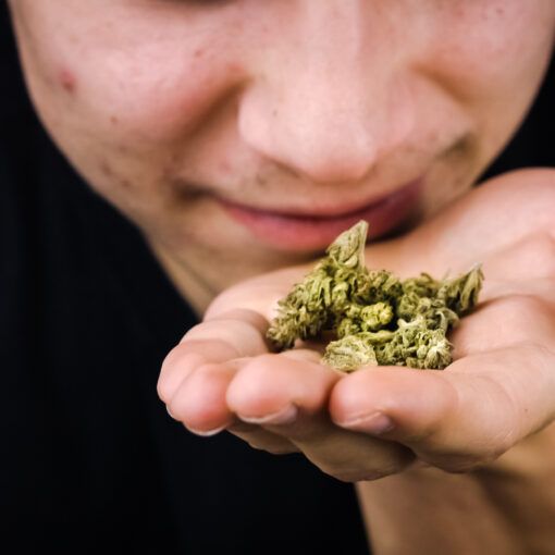 Man smelling Cannabis buds