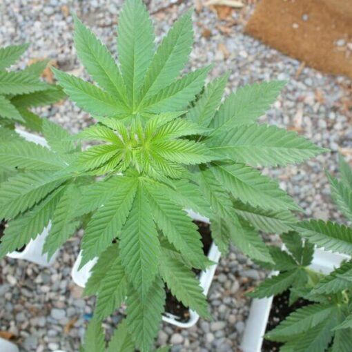 Jak kiełkować nasiona