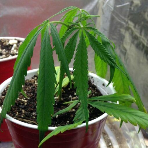 Nadmierne podlewanie marihuany