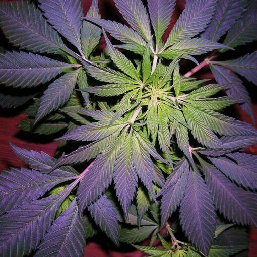 Odpady w uprawie marihuany